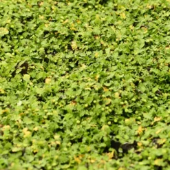 Cotule dioique Minima Cotule naine - Un tapis vert sans effort
