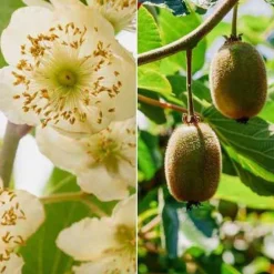Couples de Kiwis Hayward et mâles - Production assurée, duo parfait
