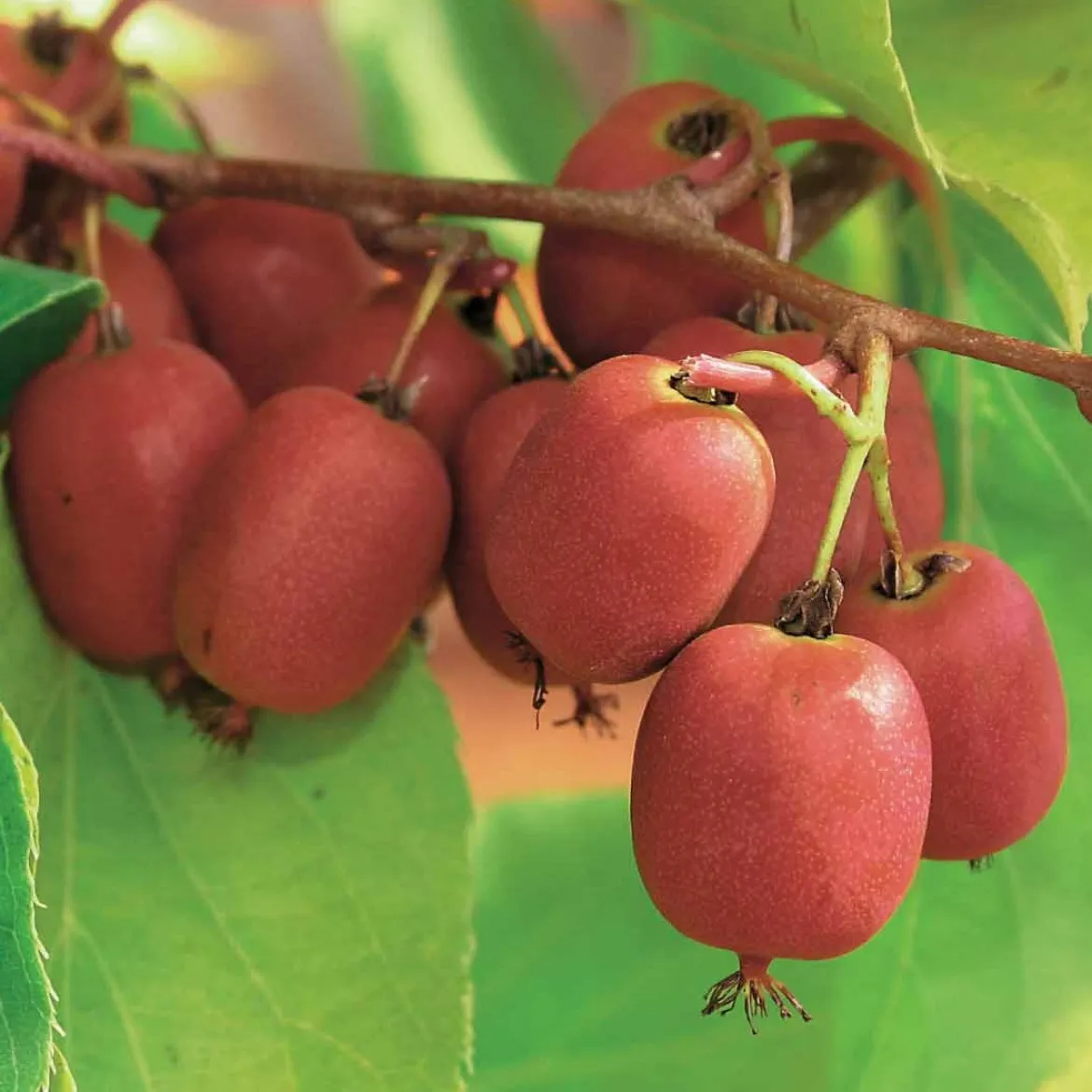 Couples de Kiwis rouges Weiki ® mâles et femelles - Des kiwis rouges chez vous