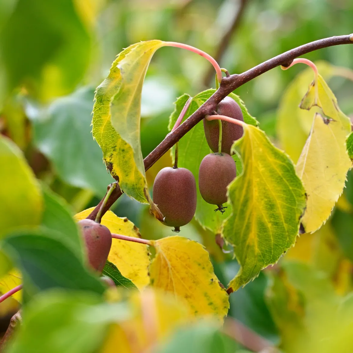 Couples de Kiwis rouges Weiki ® mâles et femelles - Des kiwis rouges chez vous