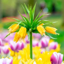 Couronne impériale jaune - Une couronne haute en couleur