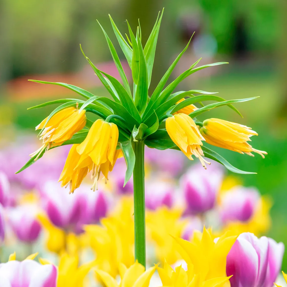 Couronne impériale jaune - Une couronne haute en couleur