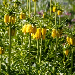 Couronne impériale jaune - Une couronne haute en couleur