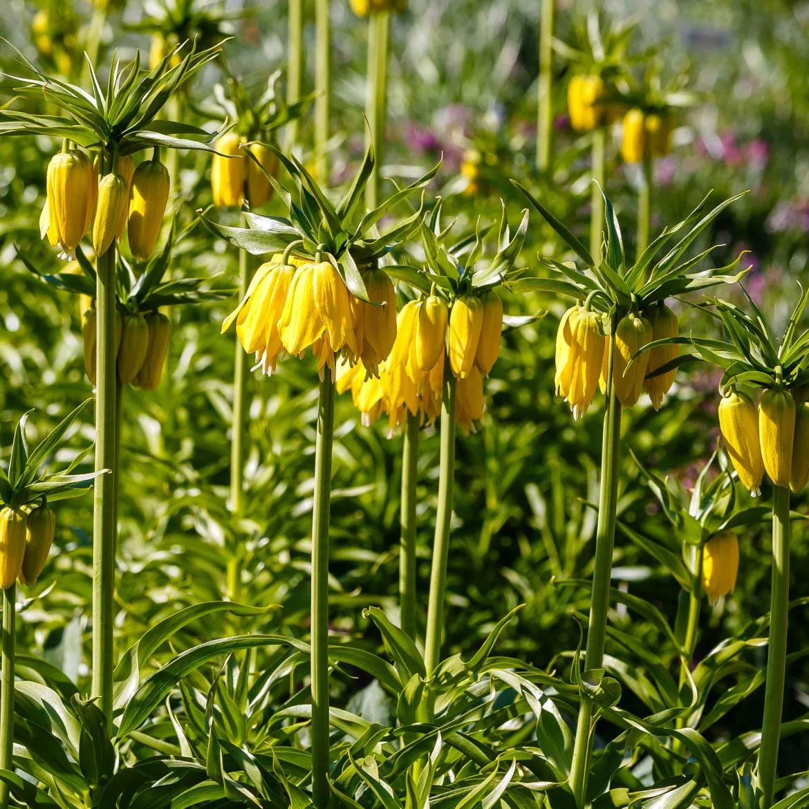 Couronne impériale jaune - Une couronne haute en couleur