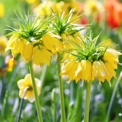Couronne impériale jaune - Une couronne haute en couleur