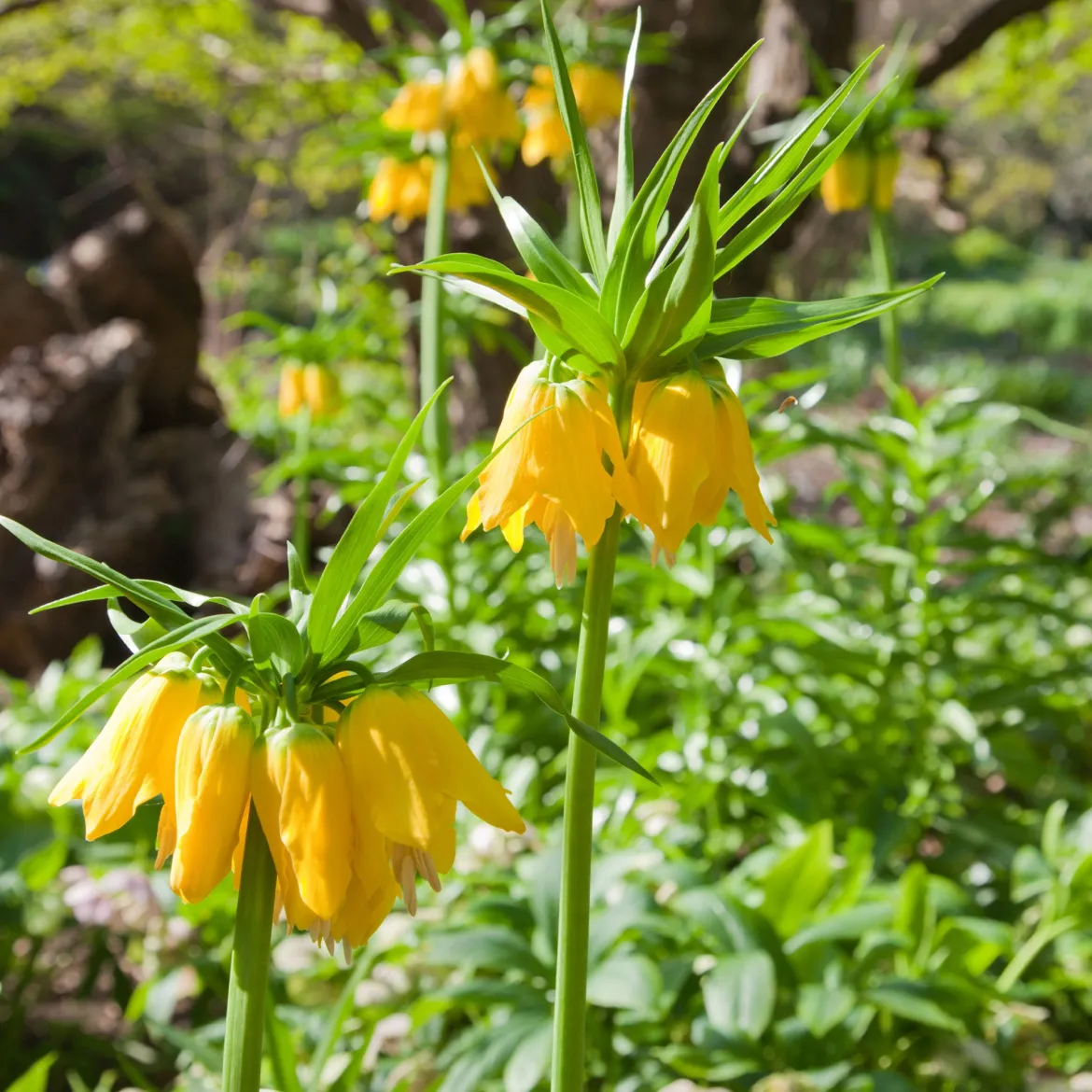 Couronne impériale jaune - Une couronne haute en couleur