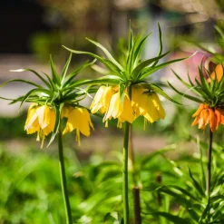 Couronne impériale jaune - Une couronne haute en couleur
