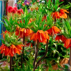 Couronne impériale orange - L'allure royale au jardin