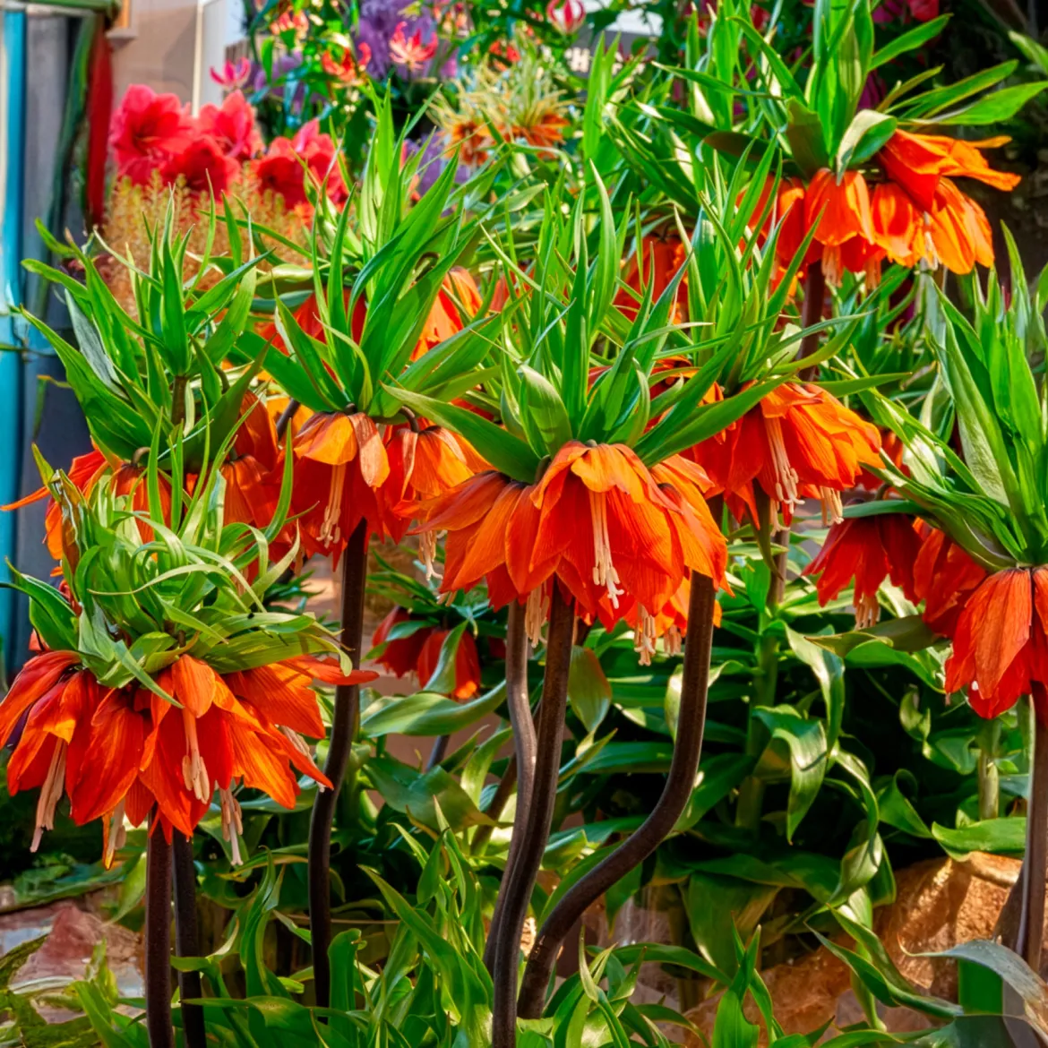 Couronne impériale orange - L'allure royale au jardin