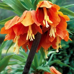Couronne impériale orange - L'allure royale au jardin