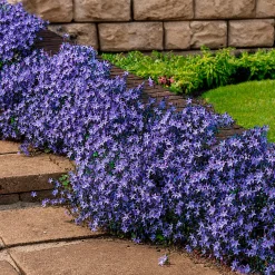 4 couvre-sols pour murets - Murs fleuris sans effort