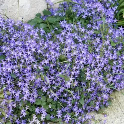 4 couvre-sols pour murets - Murs fleuris sans effort
