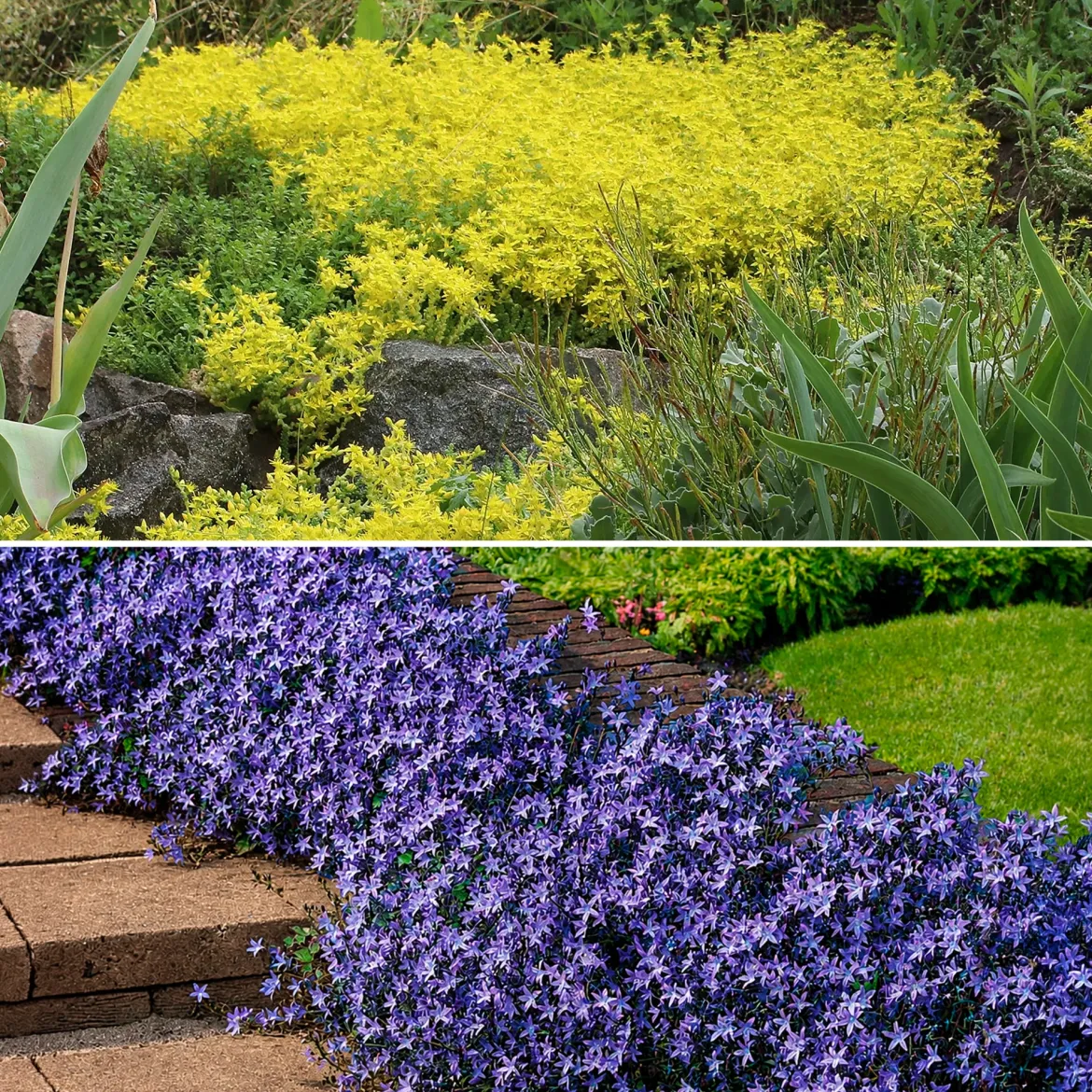 4 couvre-sols pour murets - Murs fleuris sans effort