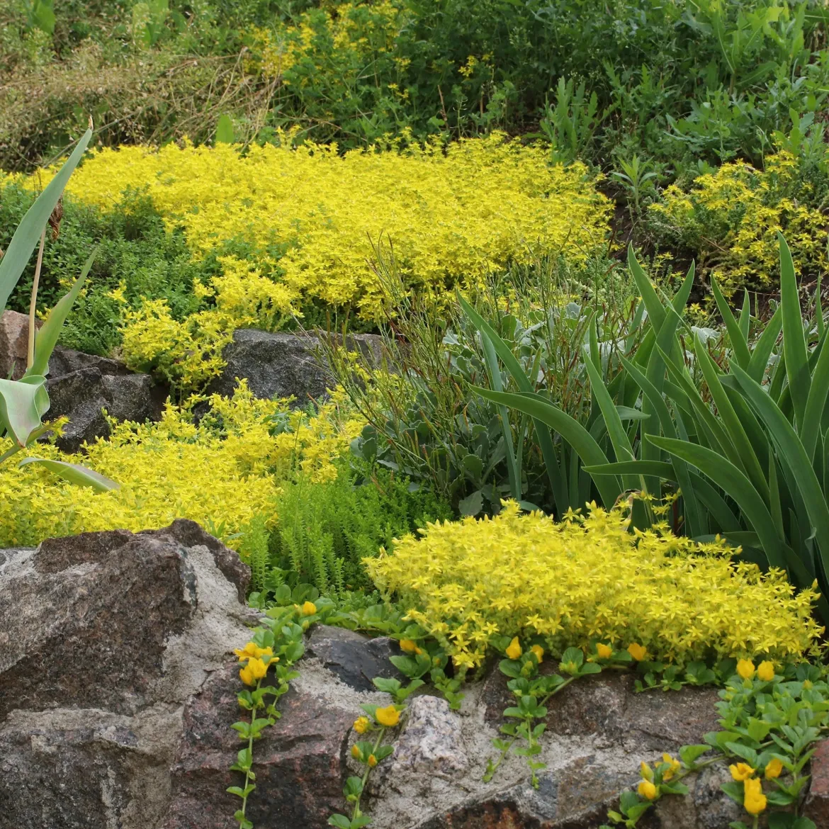 4 couvre-sols pour murets - Murs fleuris sans effort
