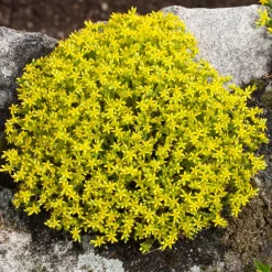 4 couvre-sols pour murets - Murs fleuris sans effort