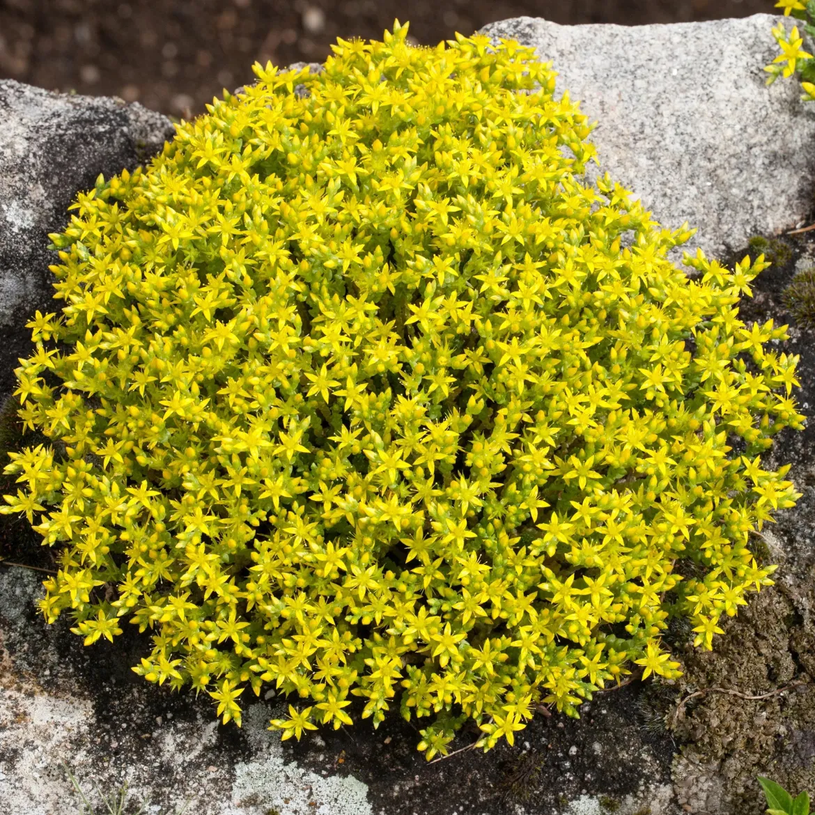 4 couvre-sols pour murets - Murs fleuris sans effort