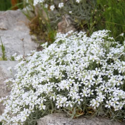 Céraiste Yo Yo - Un tapis blanc en un rien