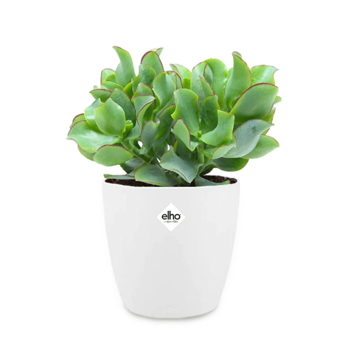Crassula arborescens cristata + cache pot 14 cm - Élégance en mini-pot
