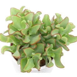 Crassula Arborescens 'Curly Green' - Le charme graphique en pot