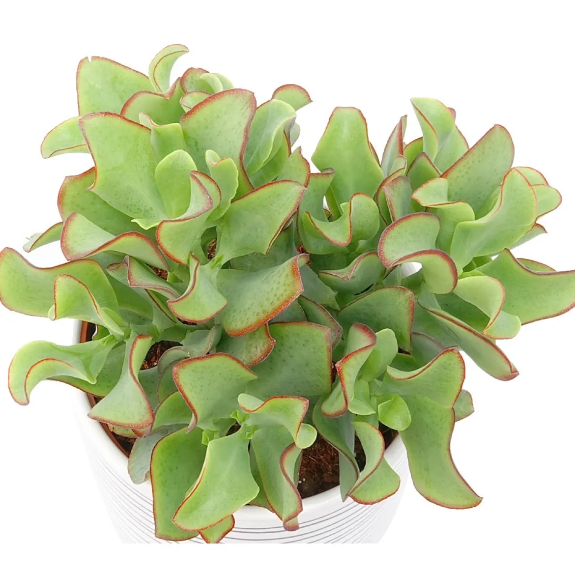 Crassula Arborescens 'Curly Green' - Le charme graphique en pot