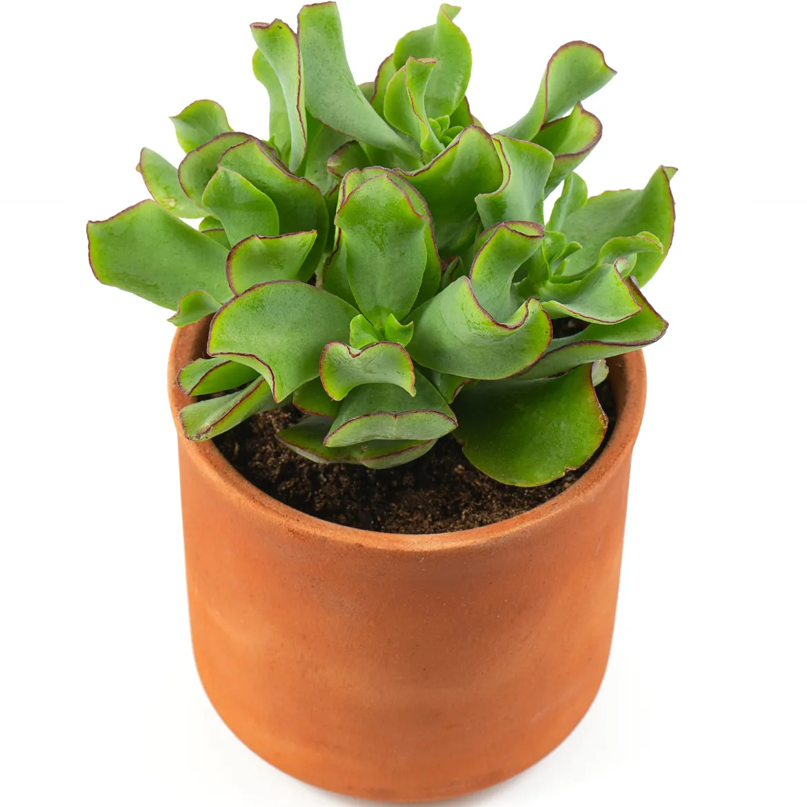 Crassula Arborescens 'Curly Green' - Le charme graphique en pot