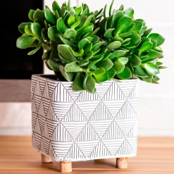 Crassula à feuilles ovales - Le vert qui dure sans effort