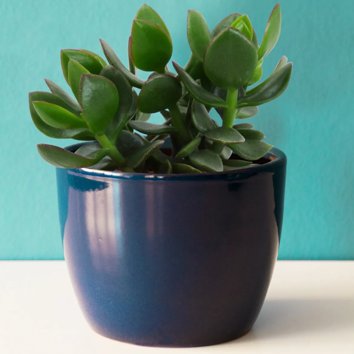 Crassula à feuilles ovales - Le vert qui dure sans effort