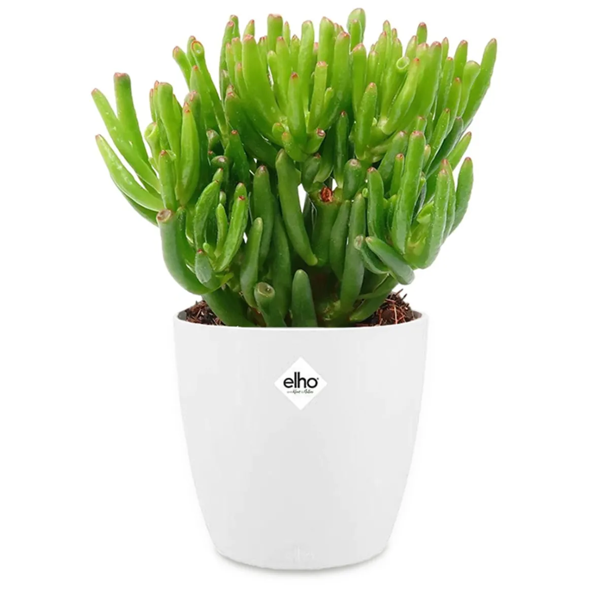 Crassula hobbit + cache pot blanc 14cm - Feuillage unique, parfait en pot