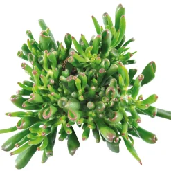 Crassula 'Hobbit' - L'allure sculpturale sans effort