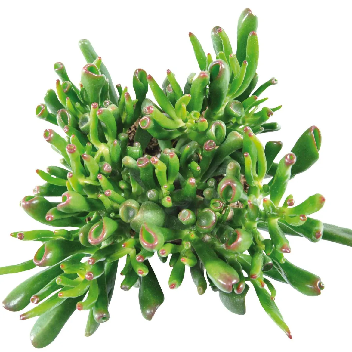 Crassula 'Hobbit' - L'allure sculpturale sans effort