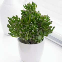 Crassula 'Hobbit' - L'allure sculpturale sans effort