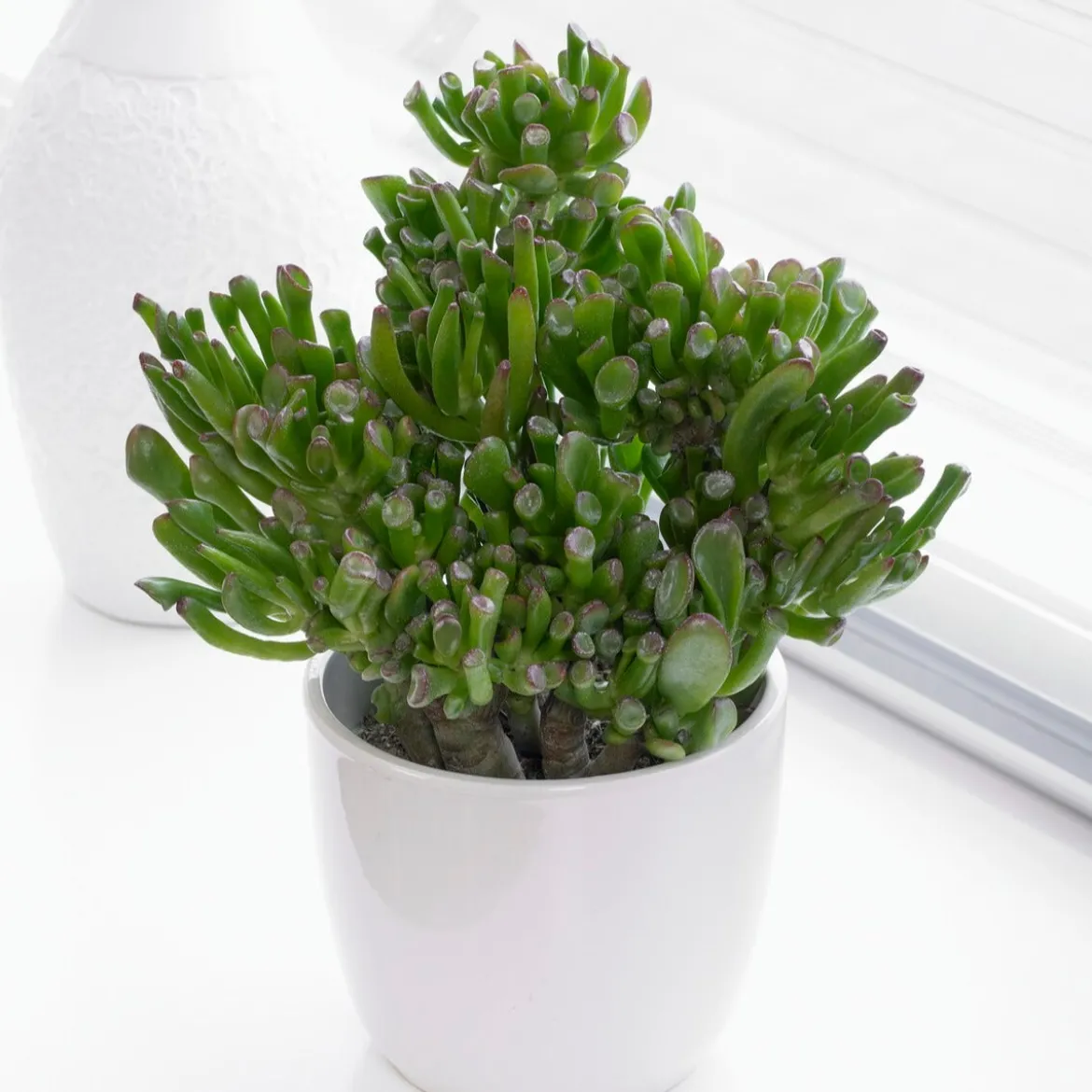 Crassula 'Hobbit' - L'allure sculpturale sans effort