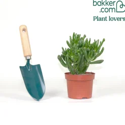 Crassula 'Hobbit' - L'allure sculpturale sans effort
