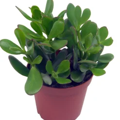Crassula ovata argentea + cache pot blanc 14 cm - Facile d'entretien, très résistante