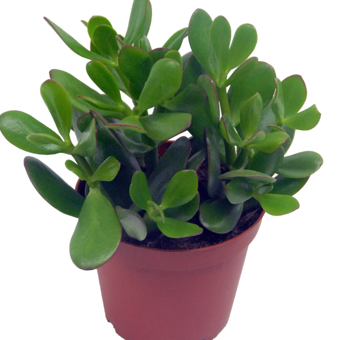 Crassula ovata argentea + cache pot blanc 14 cm - Facile d'entretien, très résistante