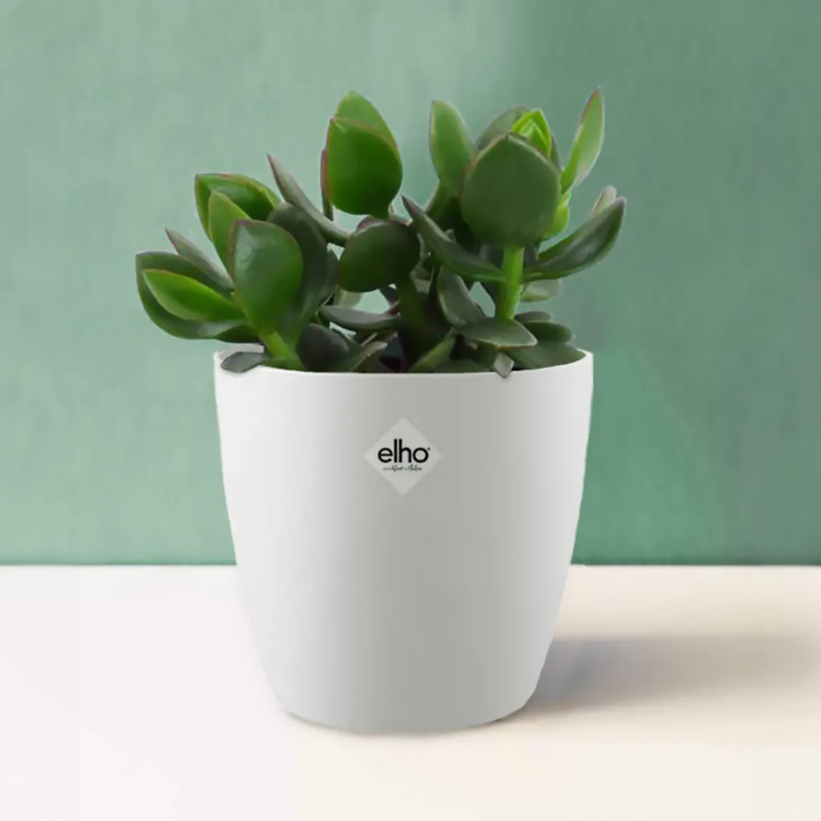 Crassula ovata argentea + cache pot blanc 14 cm - Facile d'entretien, très résistante