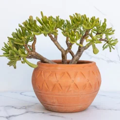 Crassula ovata Gollum - Le jade qui fait sourire