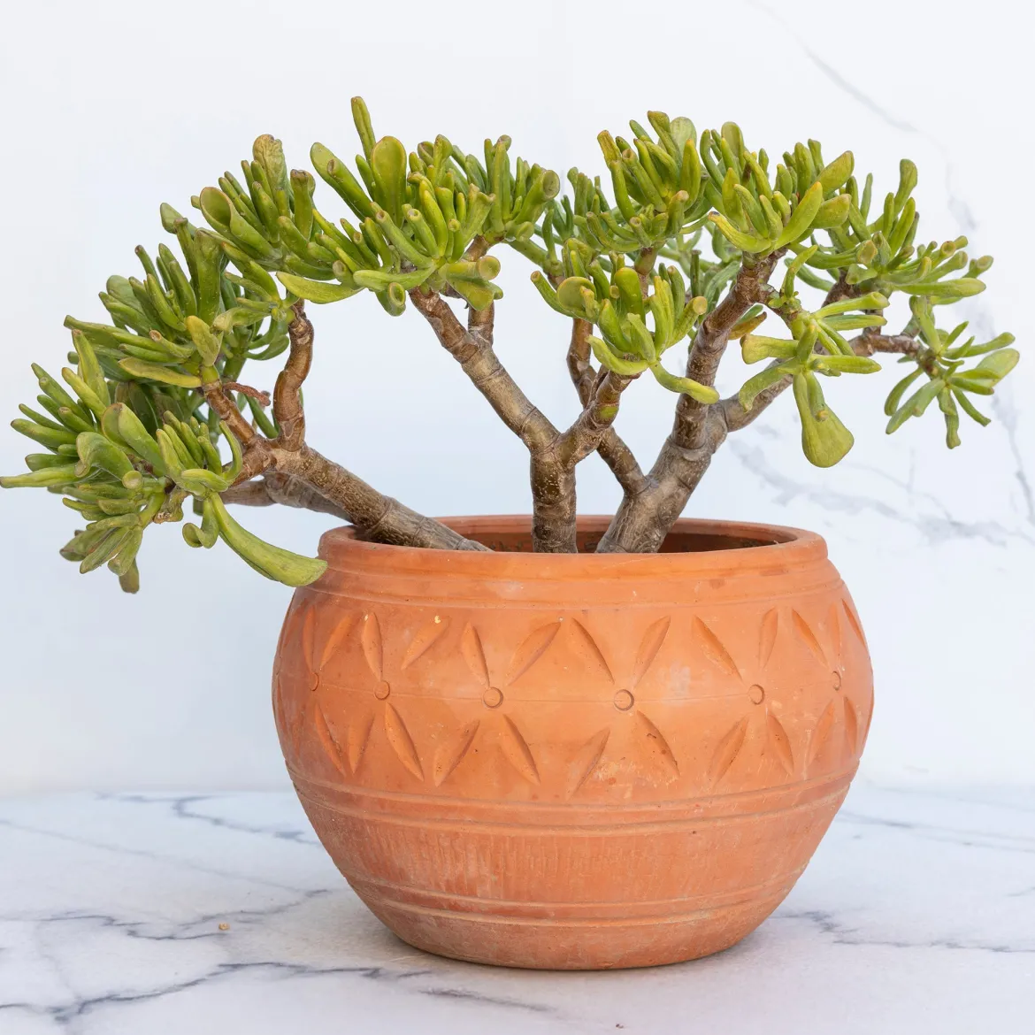 Crassula ovata Gollum - Le jade qui fait sourire