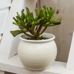 Crassula ovata Gollum - Le jade qui fait sourire