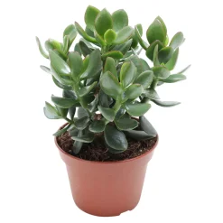 Crassula ovata Hulk' - Le vert costaud, sans effort