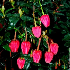 Crinodendron de Hooker - Lanternes rouges au jardin