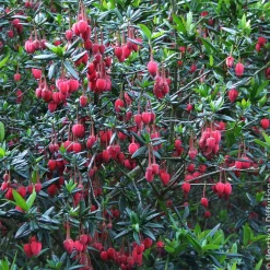 Crinodendron de Hooker - Lanternes rouges au jardin