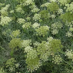 Crithmum maritimum - Le goût iodé au jardin