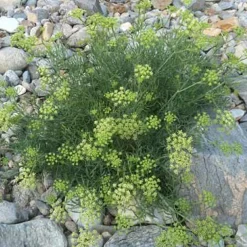 Crithmum maritimum - Le goût iodé au jardin