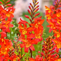 10 Crocosmia Prince of Orange - Un feu d'orange tout l'été