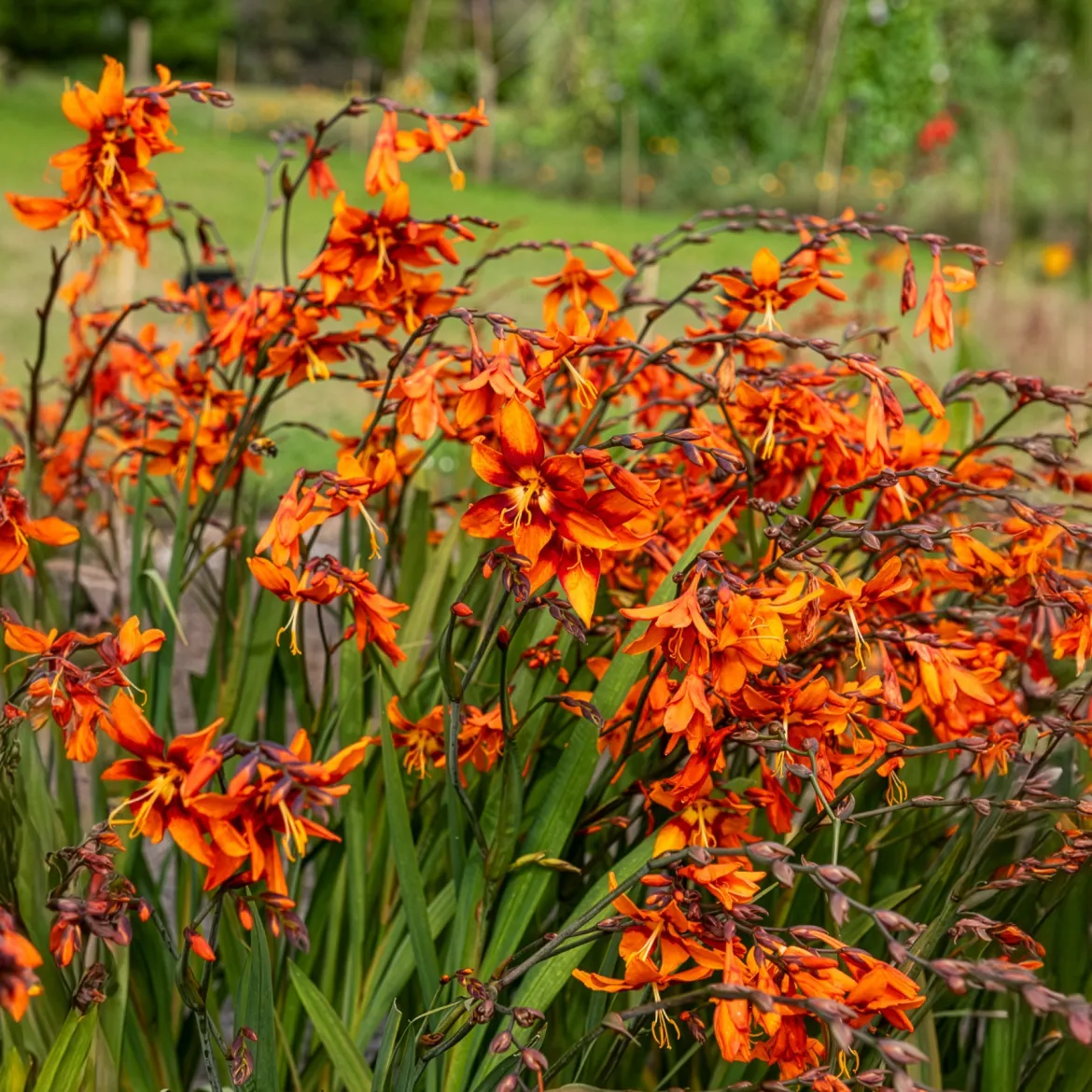 Crocosmias Emily Mckenzie - Un feu d'orange tout l'été