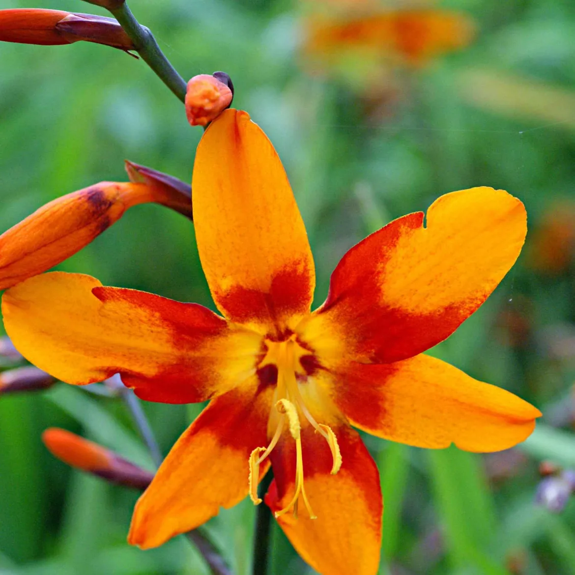 Crocosmias Emily Mckenzie - Un feu d'orange tout l'été