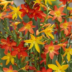 30 Crocosmias en mélange - Gerbes de feu tout l'été