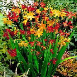 30 Crocosmias en mélange - Gerbes de feu tout l'été