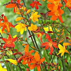 30 Crocosmias en mélange - Gerbes de feu tout l'été